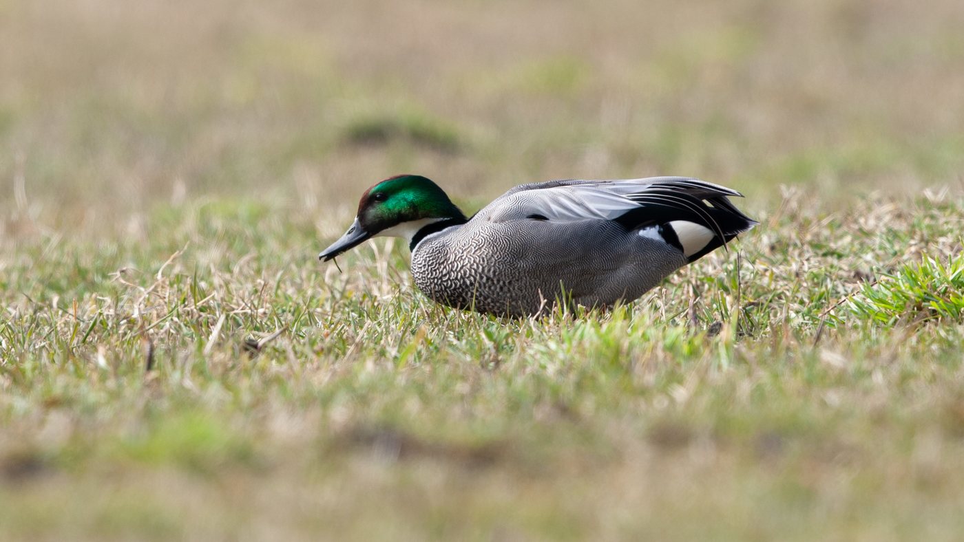 Falcated Duck (Anas falcata) - Picture made near Spijkenisse
