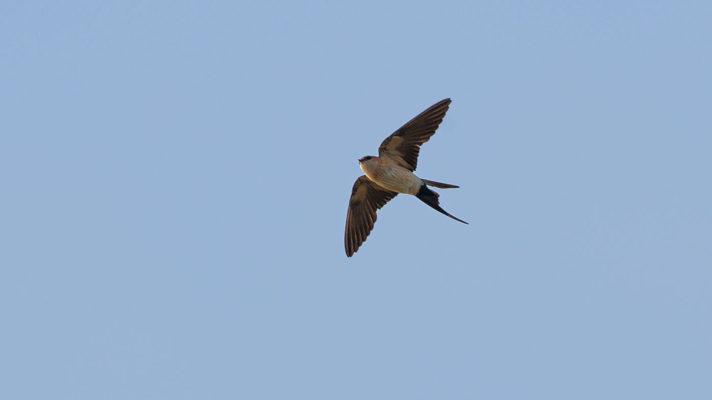 Red-rumped Swallow (Hirundo daurica) - Photo made at the Kamperhoek