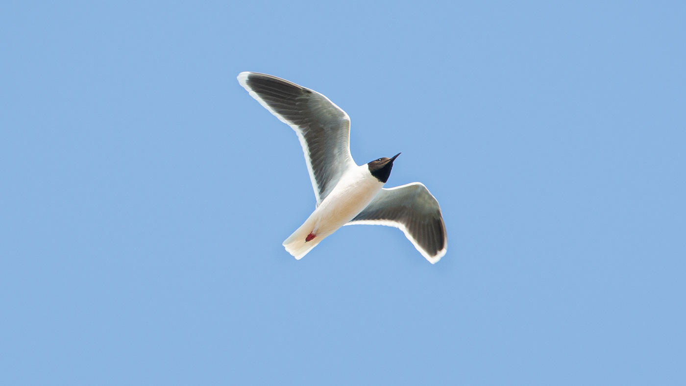 Little Gull (Larus minutus) - Photo made at the Kamperhoek