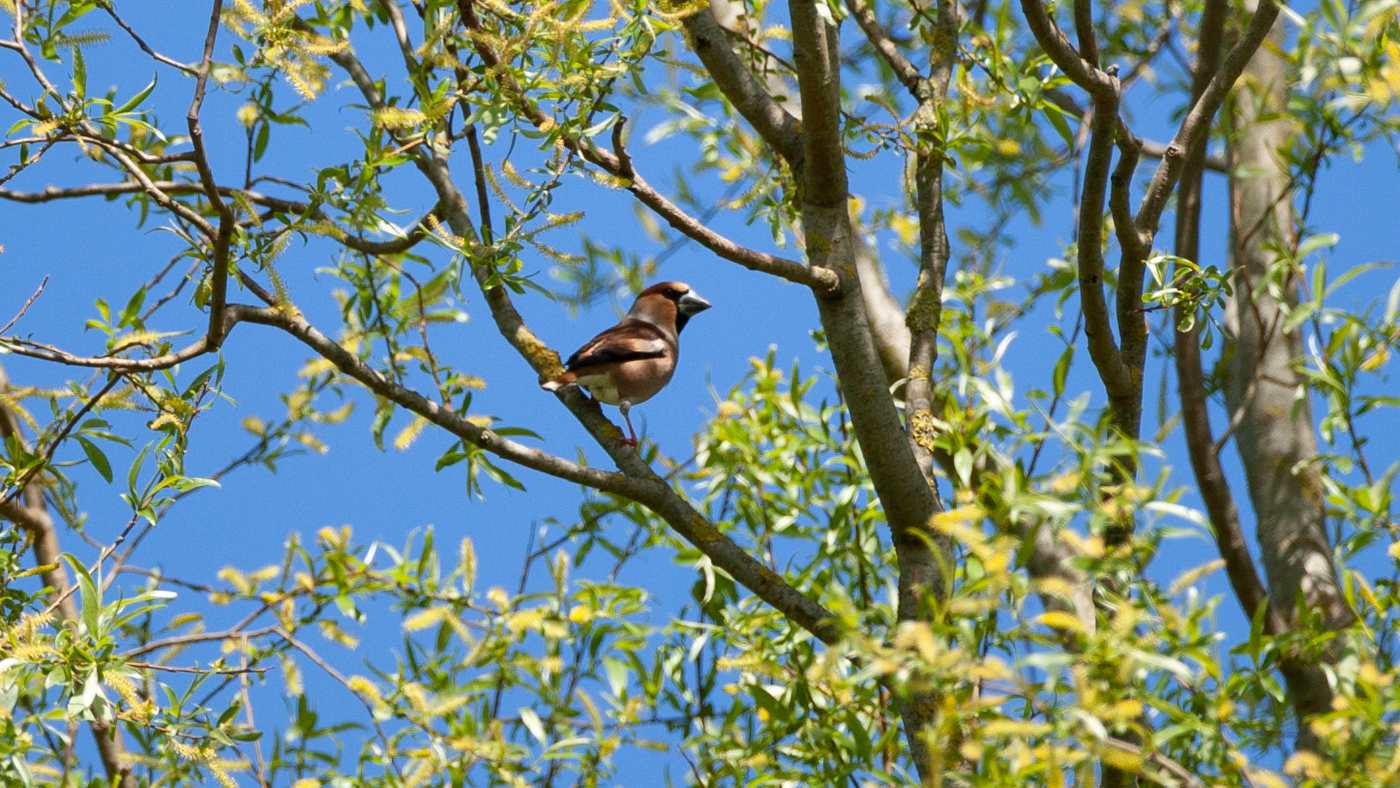 Hawfinch (Coccothraustes coccothraustes) - Photo made in the Lauwersmeer 05-05-2010