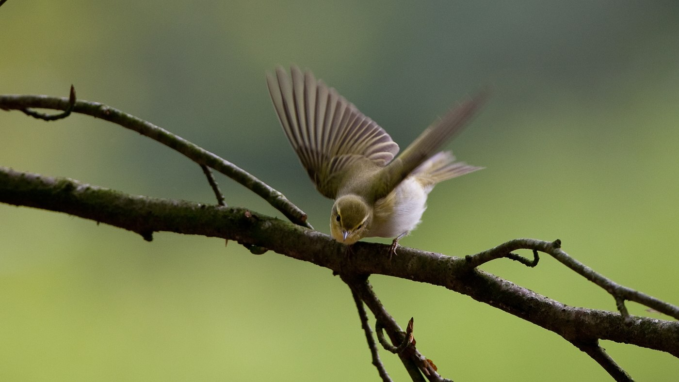 Wood Warbler (Phylloscopus sibilatrix) - Photo made in the Blauwe Bos in Friesland