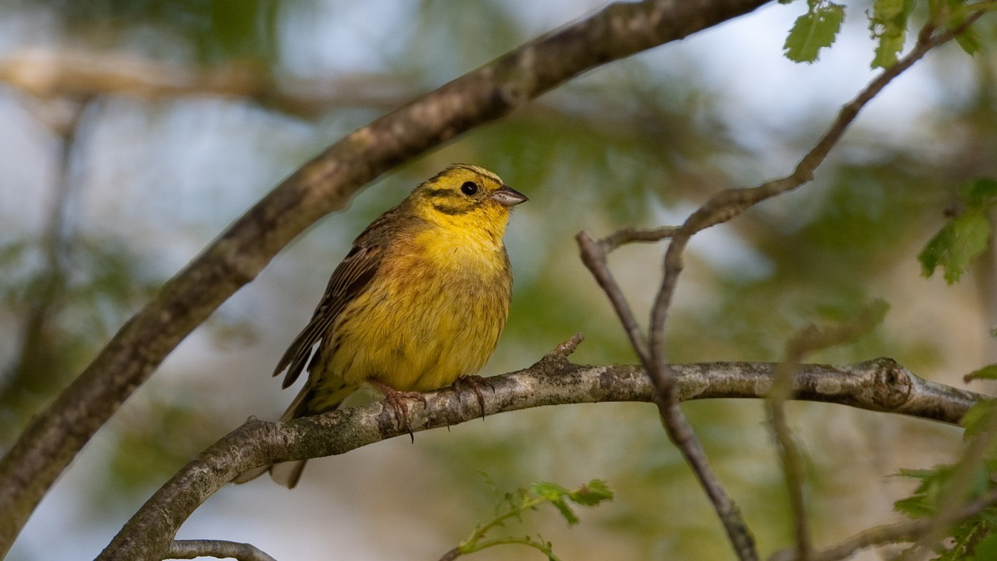 Yellowhammer (Emberiza citrinella) - Photo made in the Gasterse Duinen