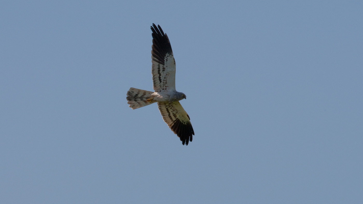 Montagu's Harrier (Circus pygargus) - Photo made in the area of Blijham