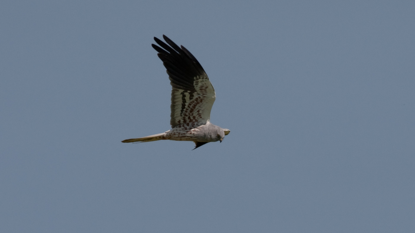 Montagu's Harrier (Circus pygargus) - Photo made in the area of Blijham
