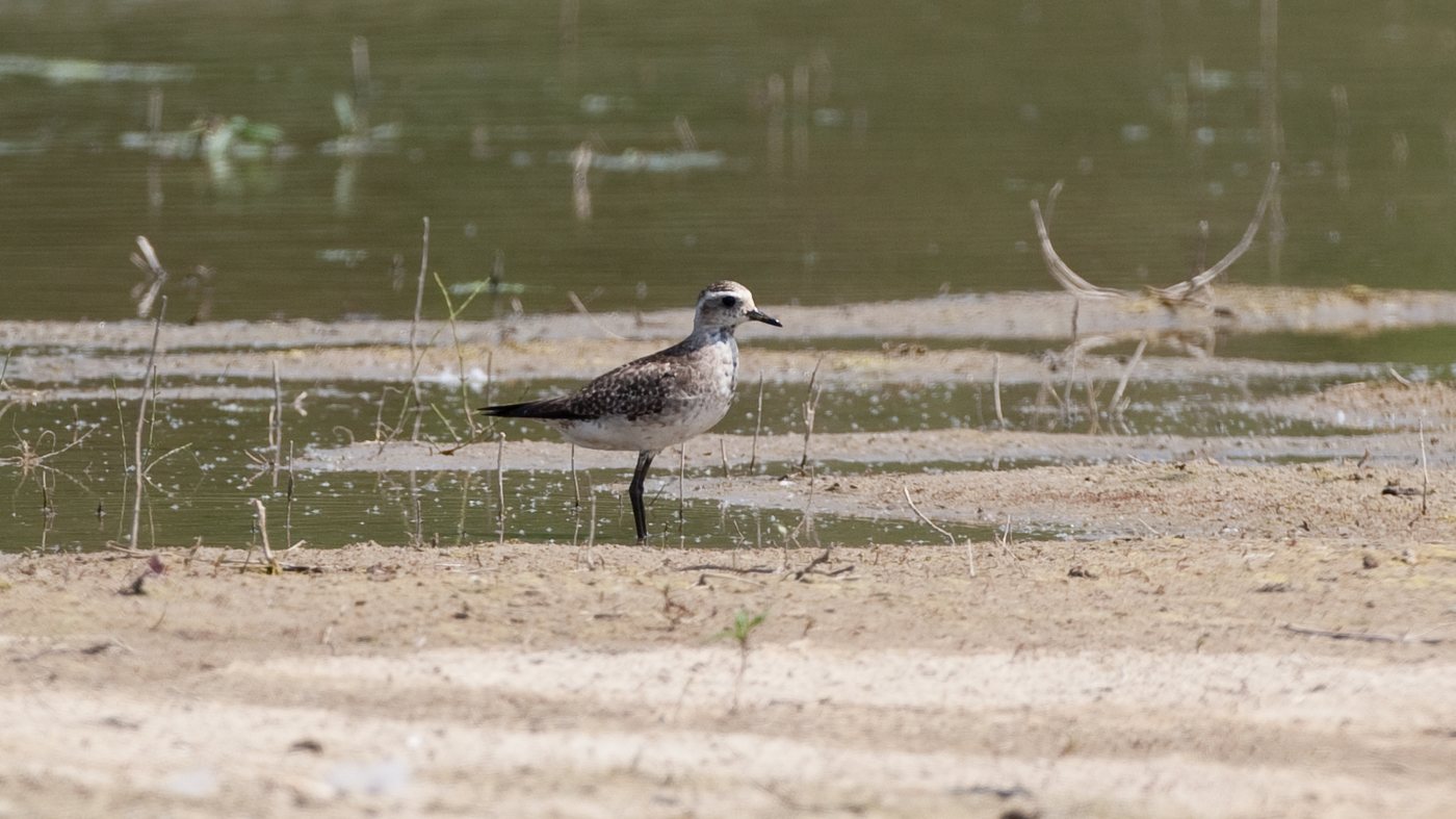 American Golden Plover(Pluvialis dominica) - Photo made at the Lange Bunders in Breda