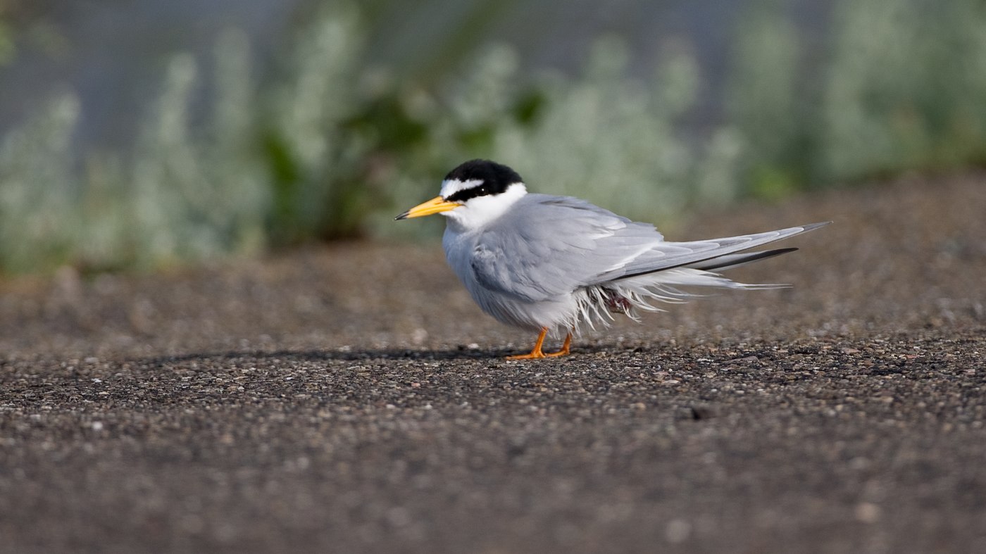Little Tern (Sterna albifrons) - Photo made in the harbour at Lauwersoog