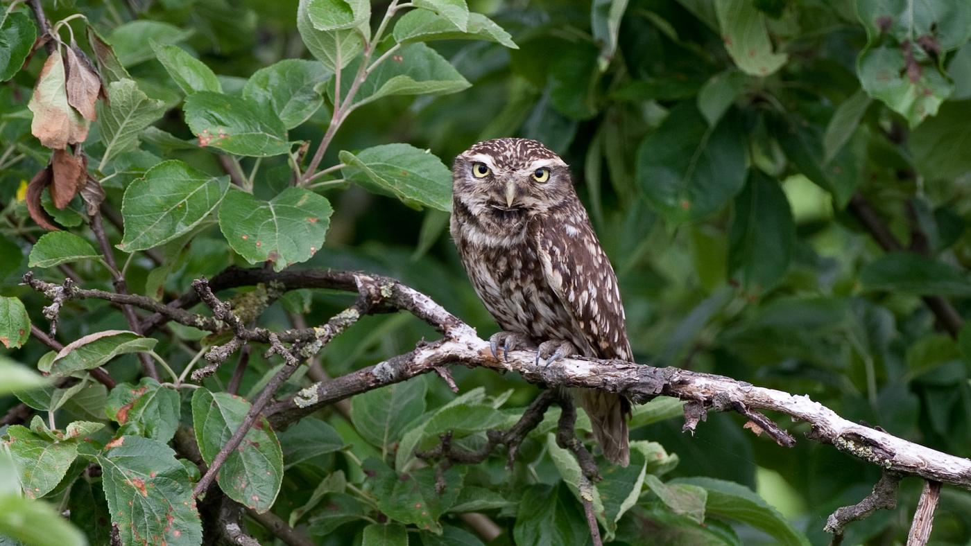 Little Owl (Athene noctua) - Photo made at De Blikken in Zeeuws Vlaanderen