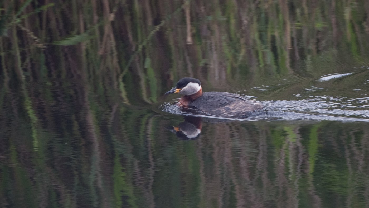 Red-necked Grebe (Podiceps grisegena) - Photo made at Diependal