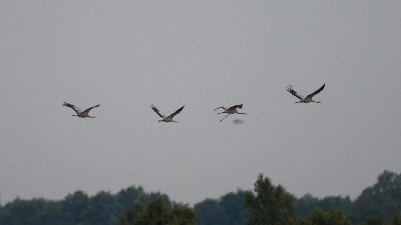 Common Crane (Grus grus) - Photo made in Fochteloërveen