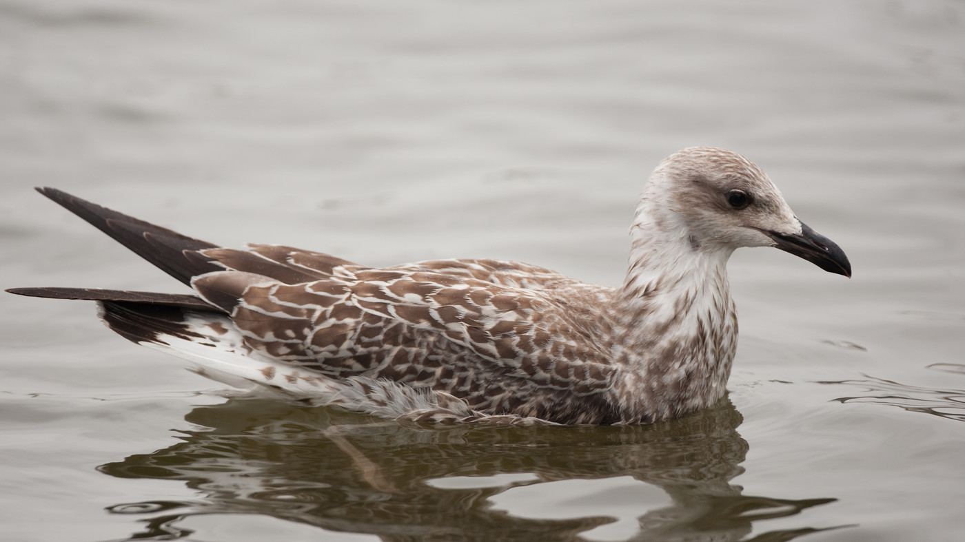 Geelpootmeeuw (Larus michahellis) - Eerste kalenderjaar vogel in de haven van Den Oever