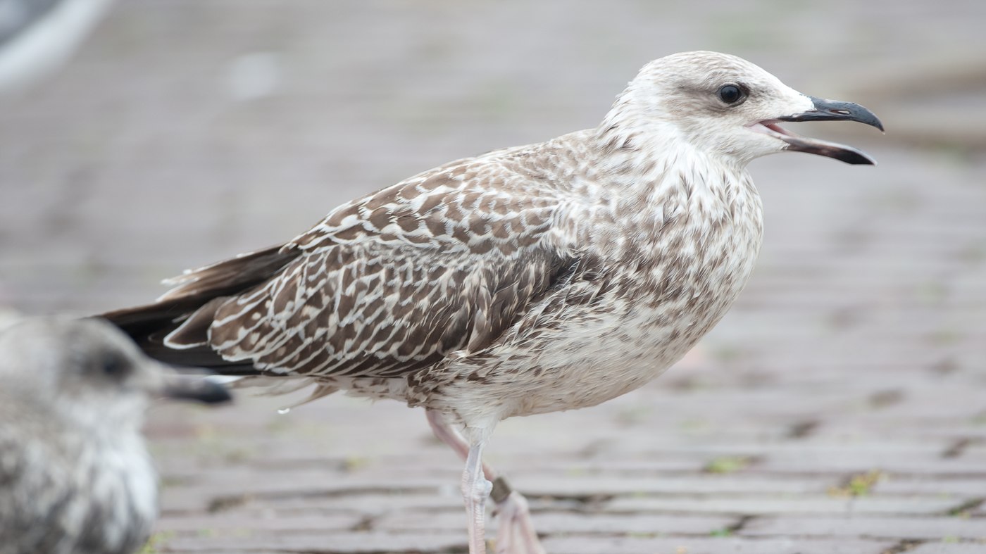 Yellow-legged Gull (Larus michahellis) - First year bird in the harbour of Den Oever