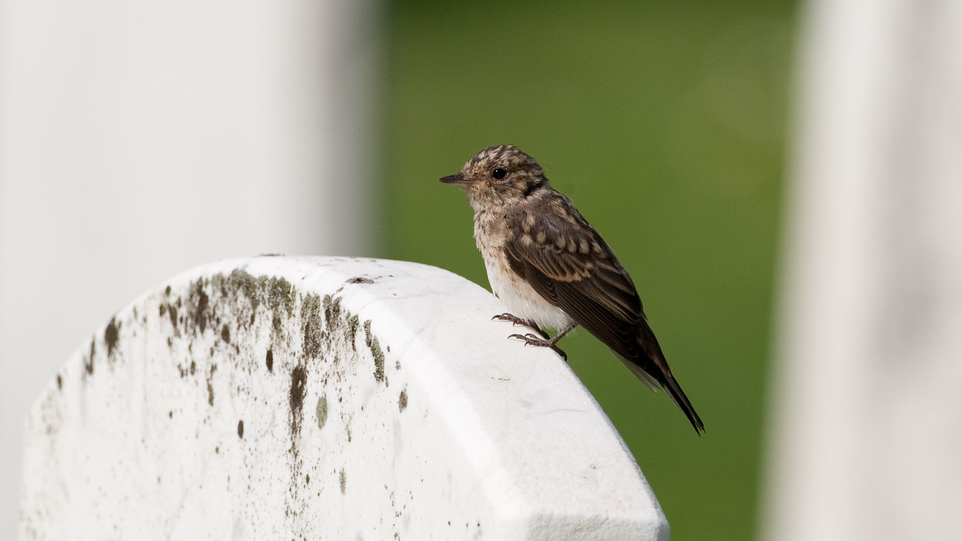 Grauwe Vliegenvanger (Muscicapa striata) - Foto gemaakt bij het kerkhof in Westkapelle