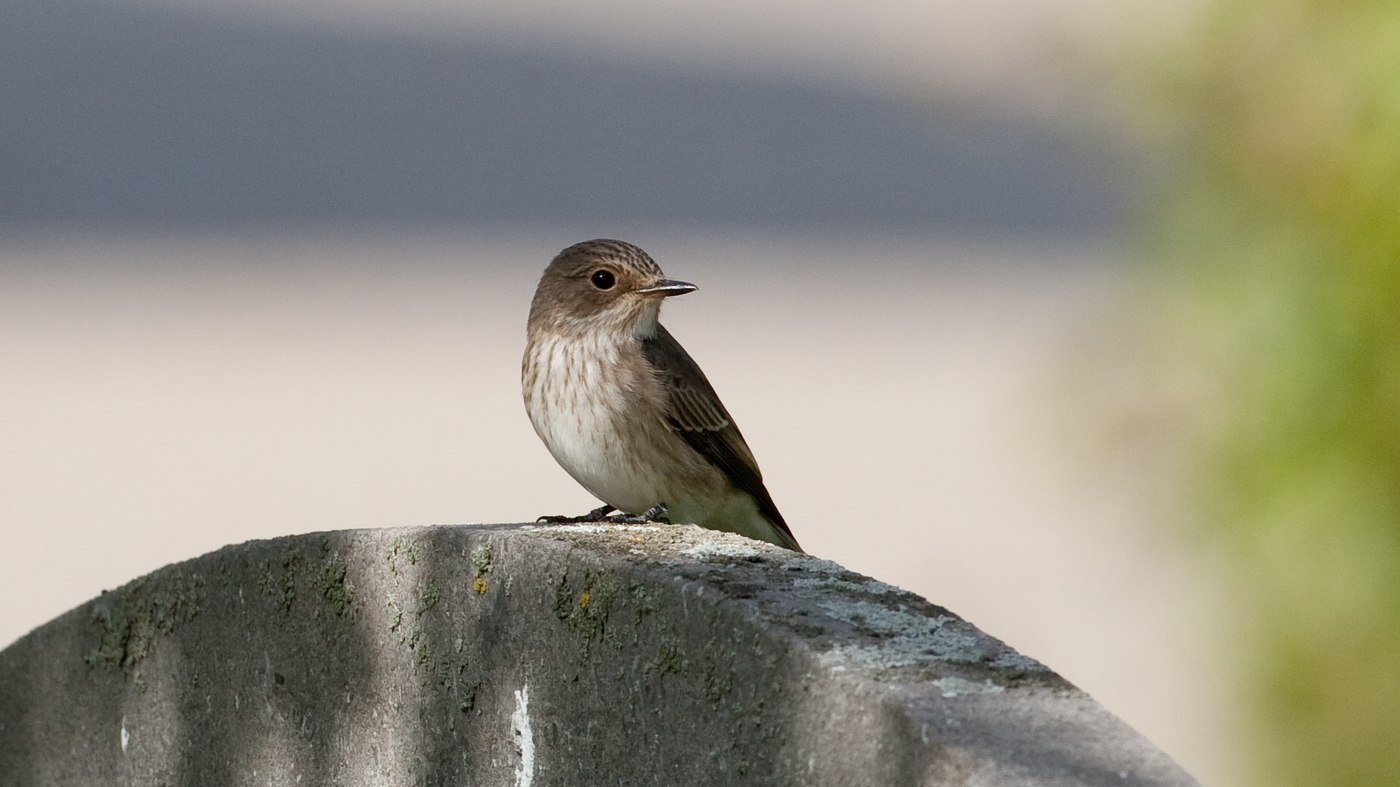 Spotted Flycatcher (Muscicapa striata) - Photo made at the cemetry in Westkapelle