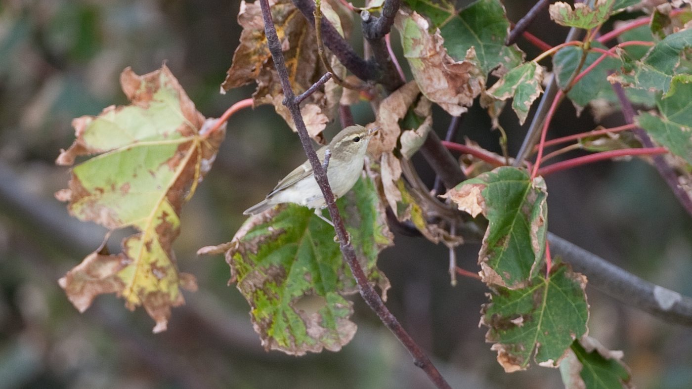 Greenish Warbler (Phylloscopus trochiloides) - Photo made at De Tuintjes on Texel