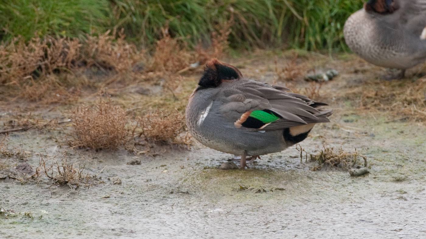 Green-winged Teal (Anas carolinensis) - Photo made at the Wagejot on Texel