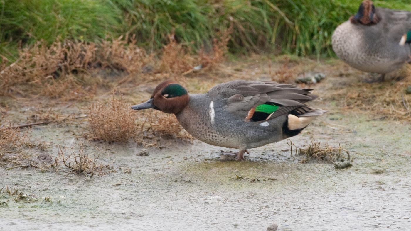 Green-winged Teal (Anas carolinensis) - Photo made at the Wagejot on Texel
