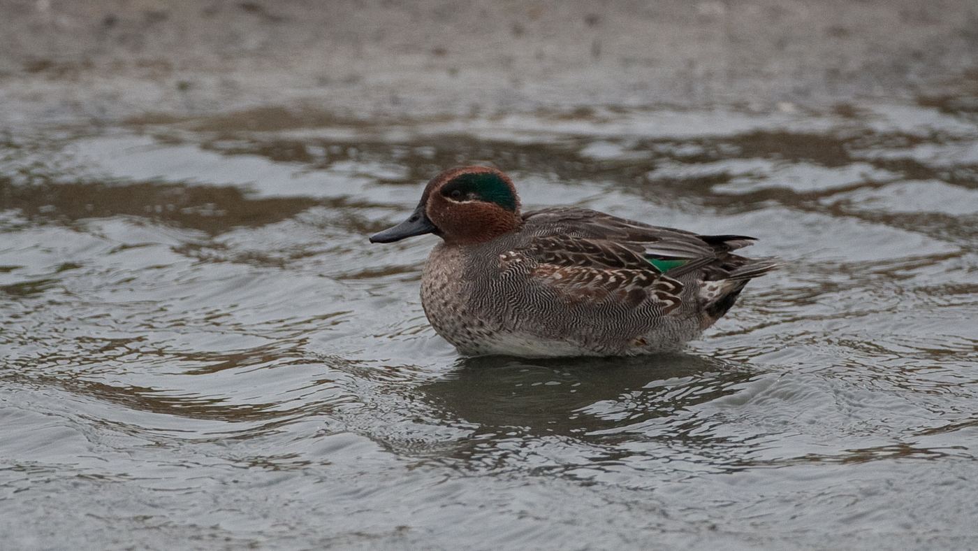 Common Teal (Anas crecca) - Photo made at the Wagejot on Texel