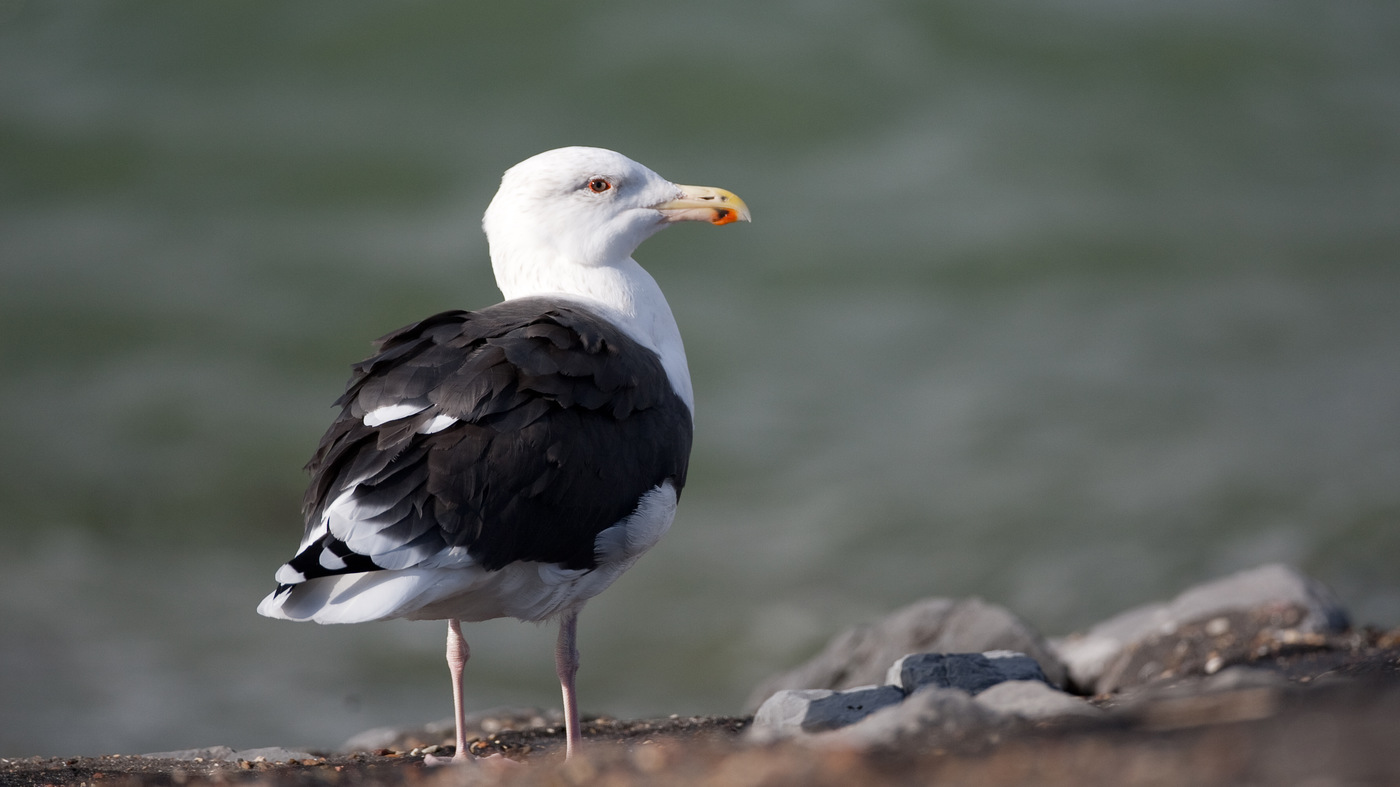 Great Black-backed Gull (Larus marinus) - Photo made at the Brouwersdam