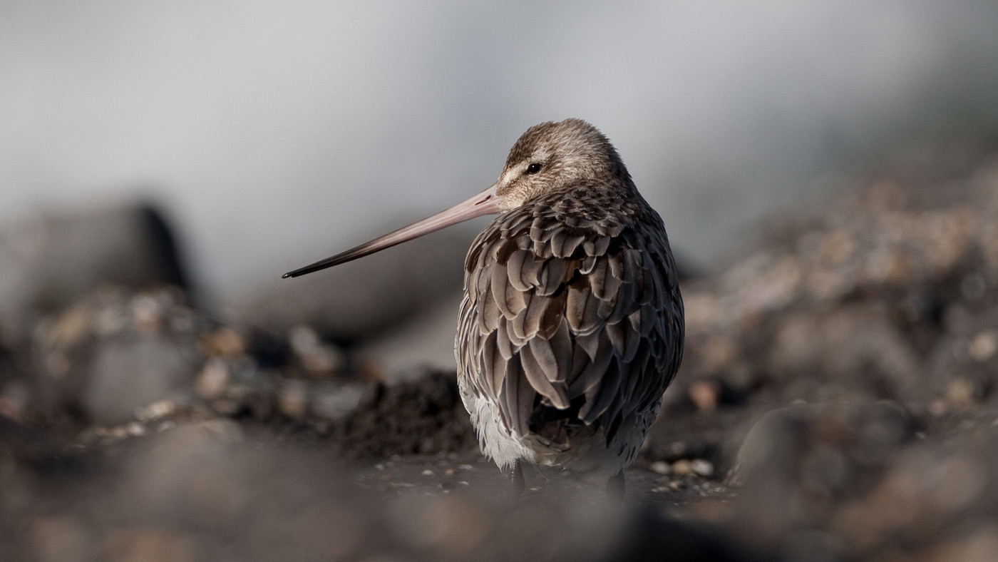 Bar-tailed godwit (Limosa lapponica) - Photo made at the Brouwersdam