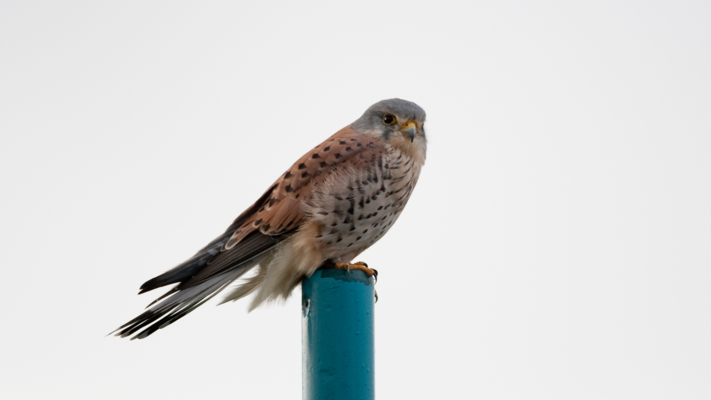 Kestrel (Falco tinnunculus) - Photo made at Kamperland - bungalowpark De Roompot