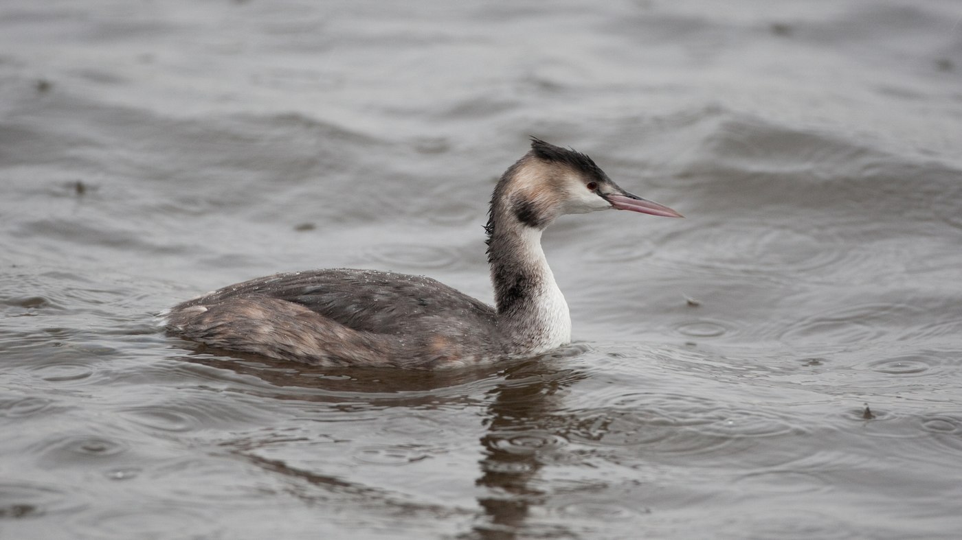 Great Crested Grebe (Podiceps cristatus) - Photo made at the Starrevaart near Leidschendam