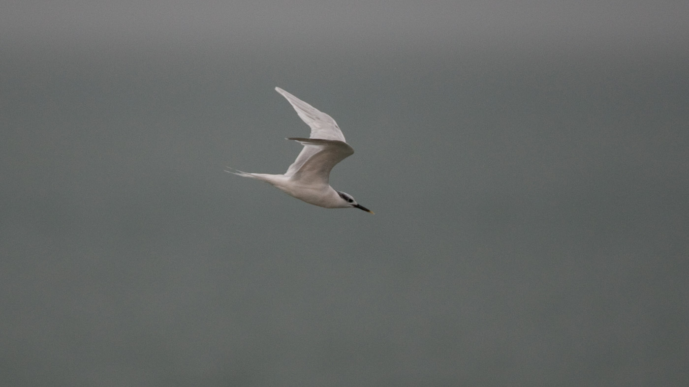 Sandwich Tern (Sterna sandvicensis) - Photo made at the Brouwersdam