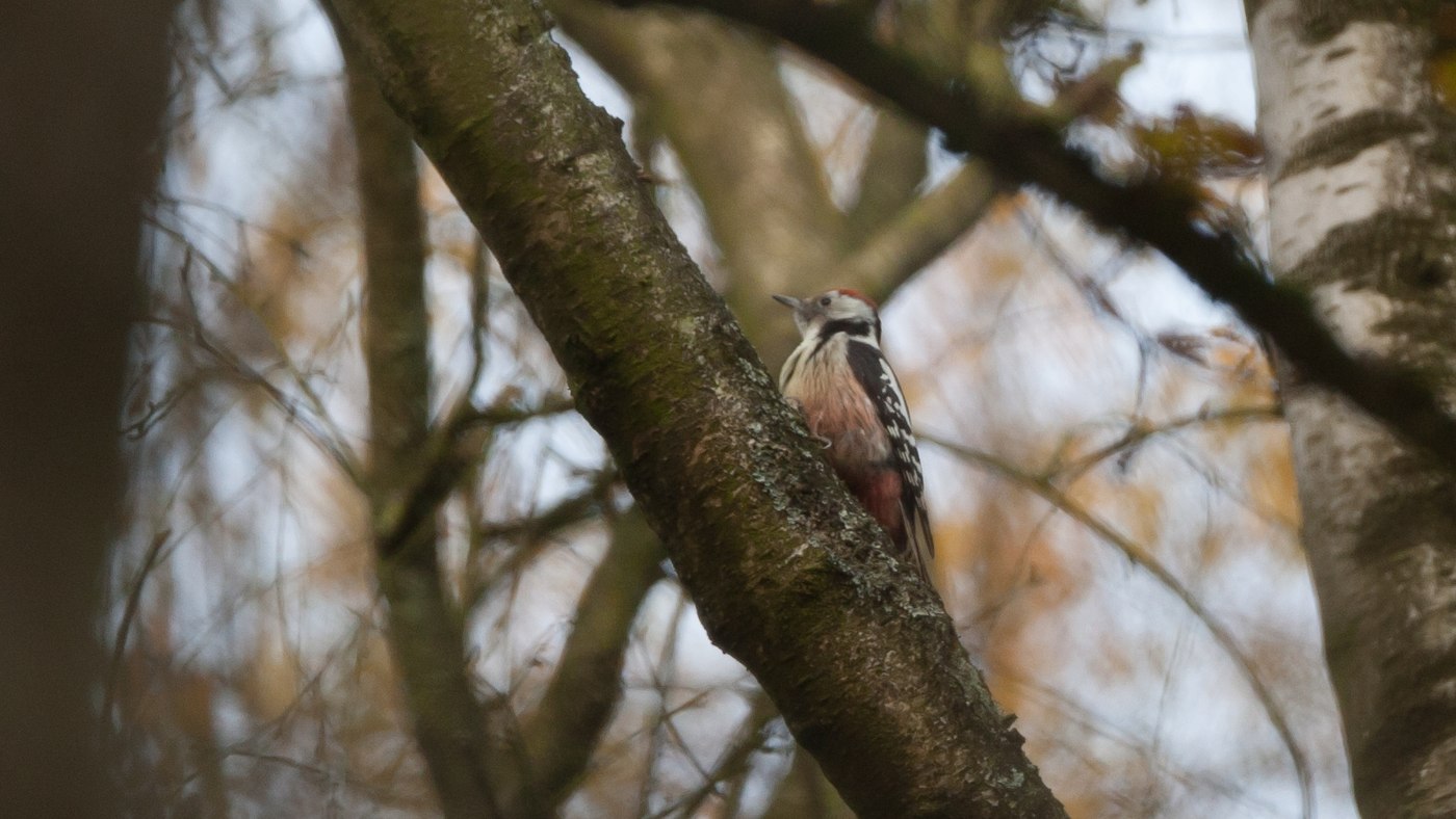 Middle Spotted Woodpecker (Dendrocopos medius) - Photo made in the Vijlnerwoods near Vaals