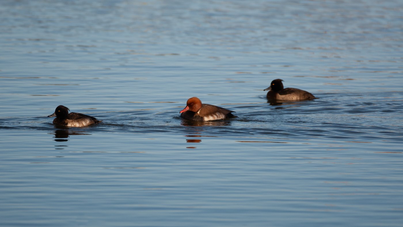 Red-crested Pochard (Netta rufina) - Photo made in the harbour of Den Oever