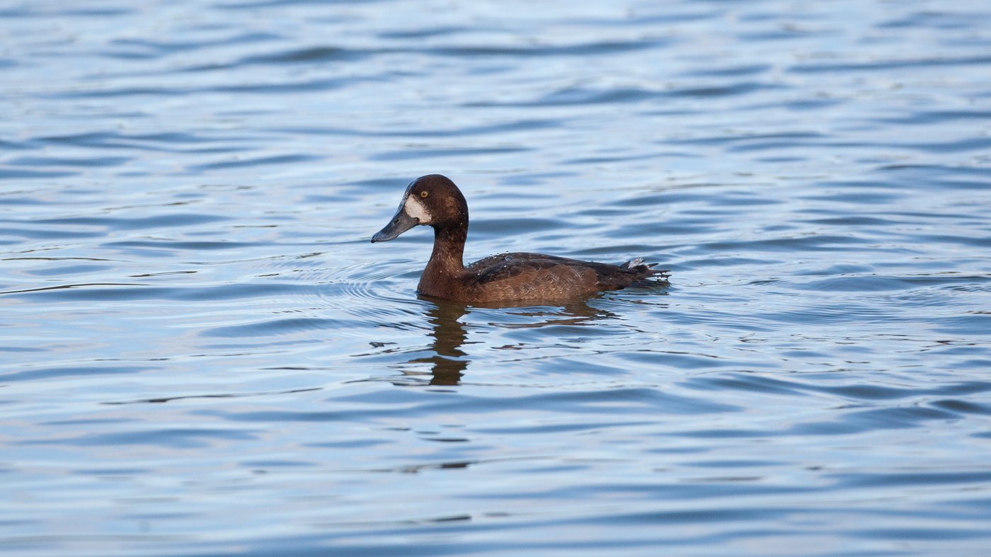 Greater Scaup (Aythya marila) - Photo made in the harbour of Den Oever