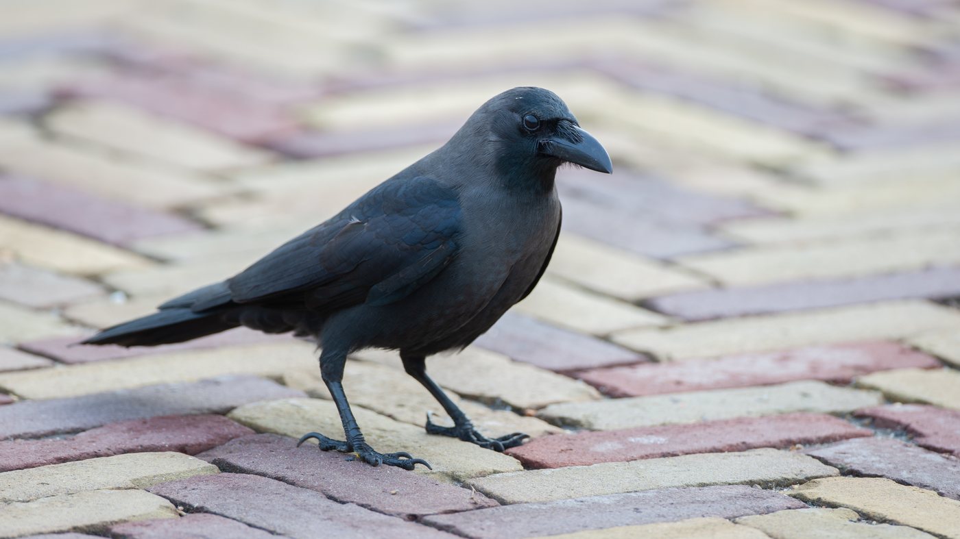 House Crow (Corvus splendens) - Photo made in Hoek van Holland