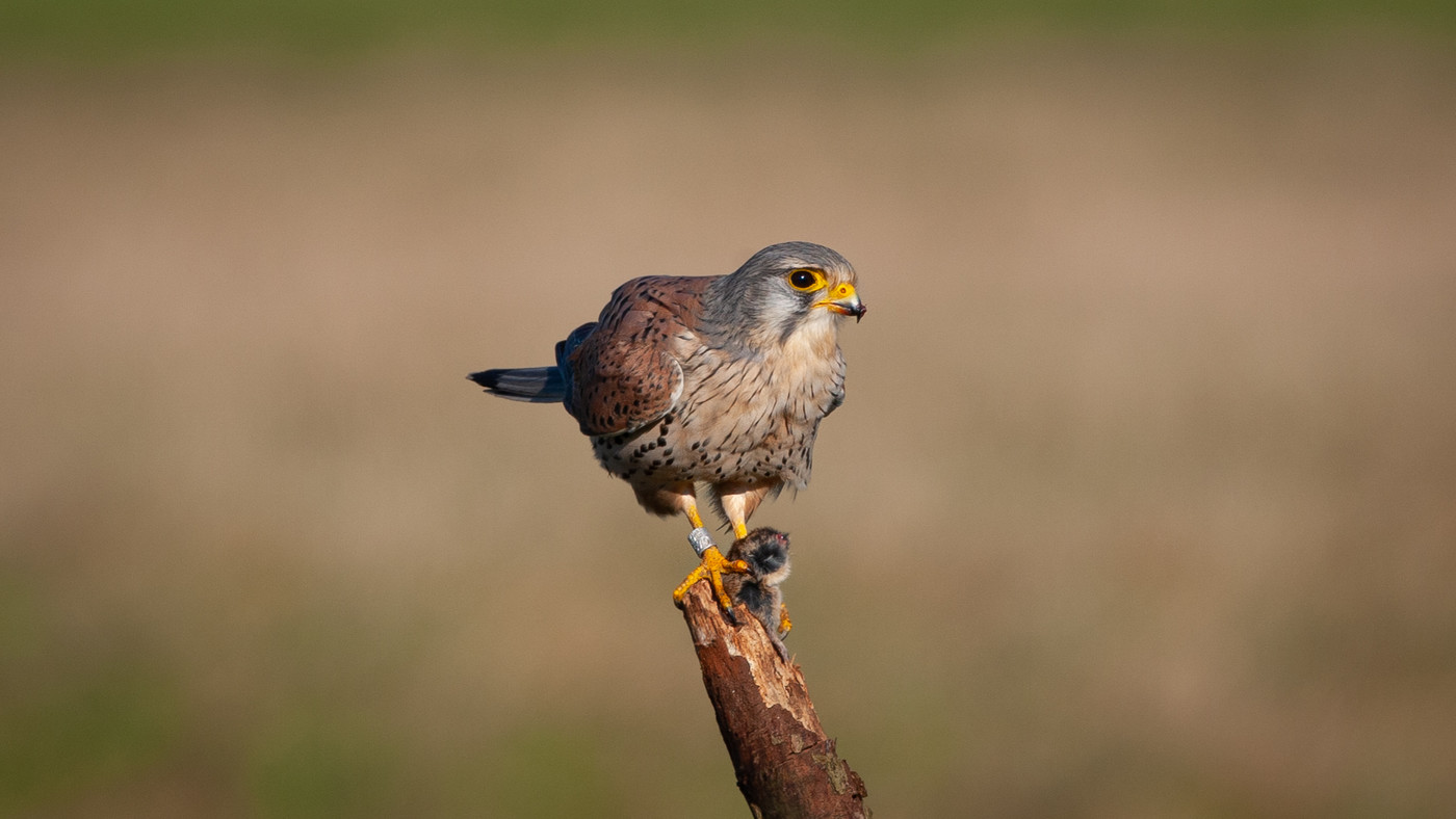 Common Kestrel (Falco tinnunculus) - Photo made at the Stolpweg near Haamstede