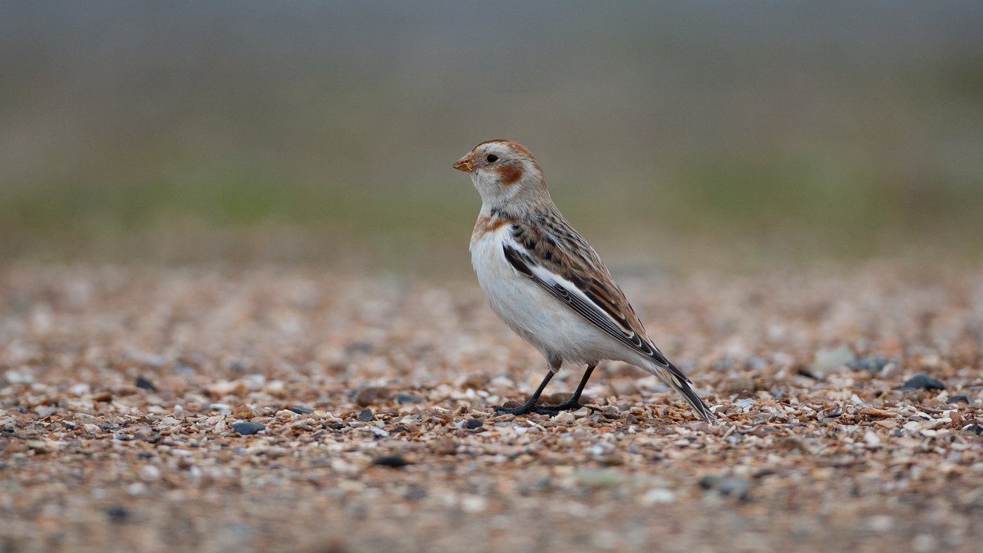 Snow Bunting (Plectrophenax nivalis) - Photo made at the migration site at Westkapelle