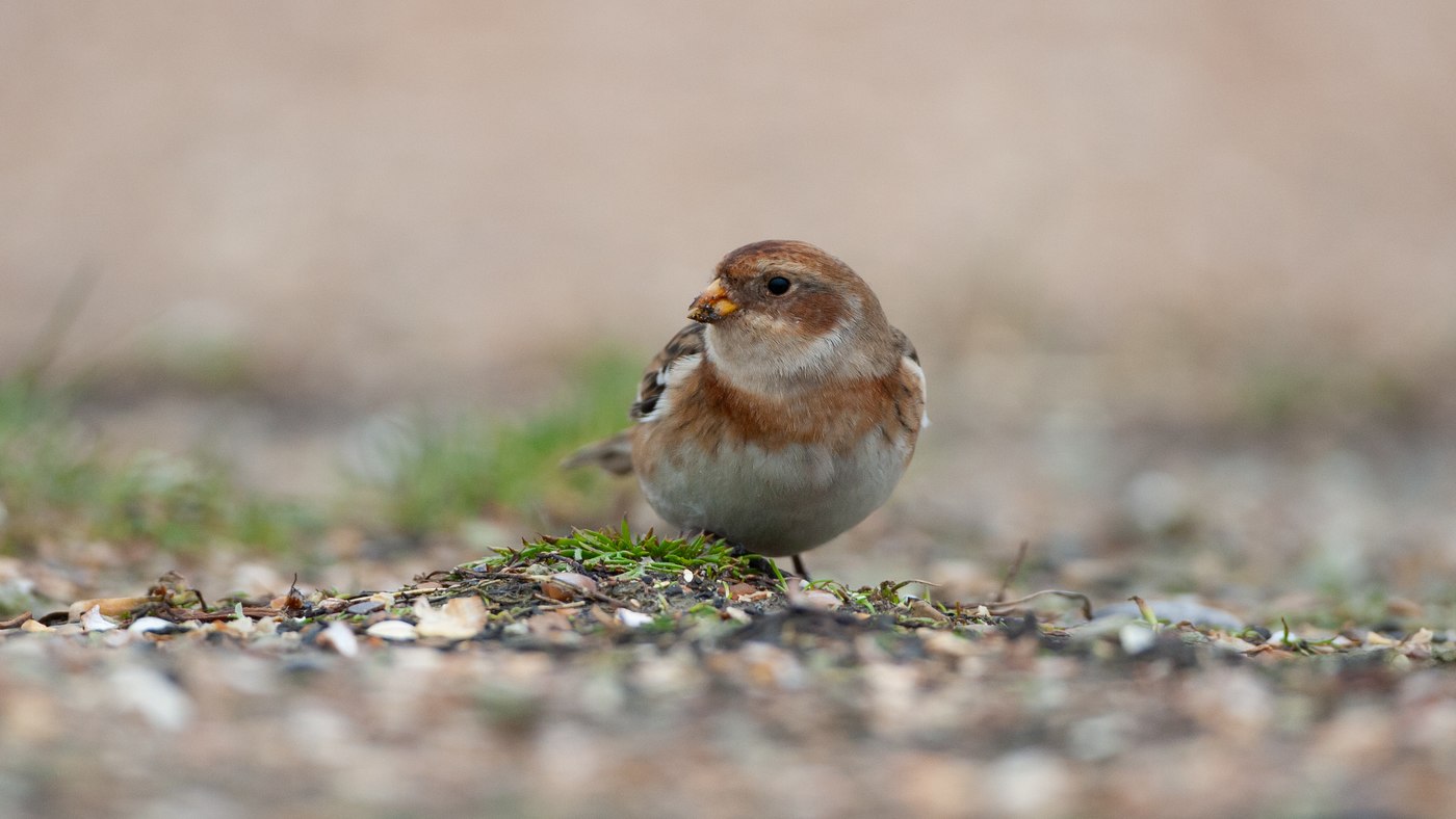 Snow Bunting (Plectrophenax nivalis) - Photo made at the migration site at Westkapelle