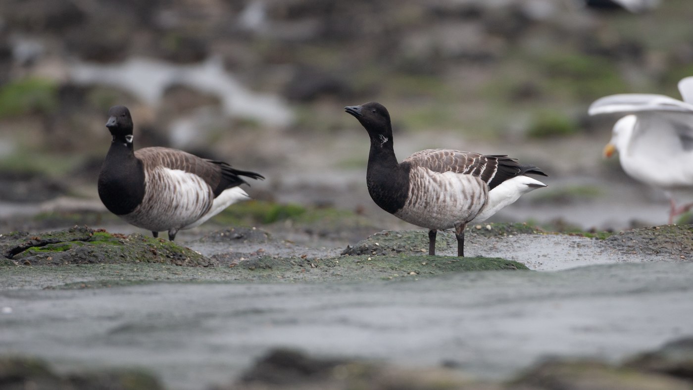 Light-bellied Brent Goose (Branta hrota) - Photo made at the migration site at Westkapelle