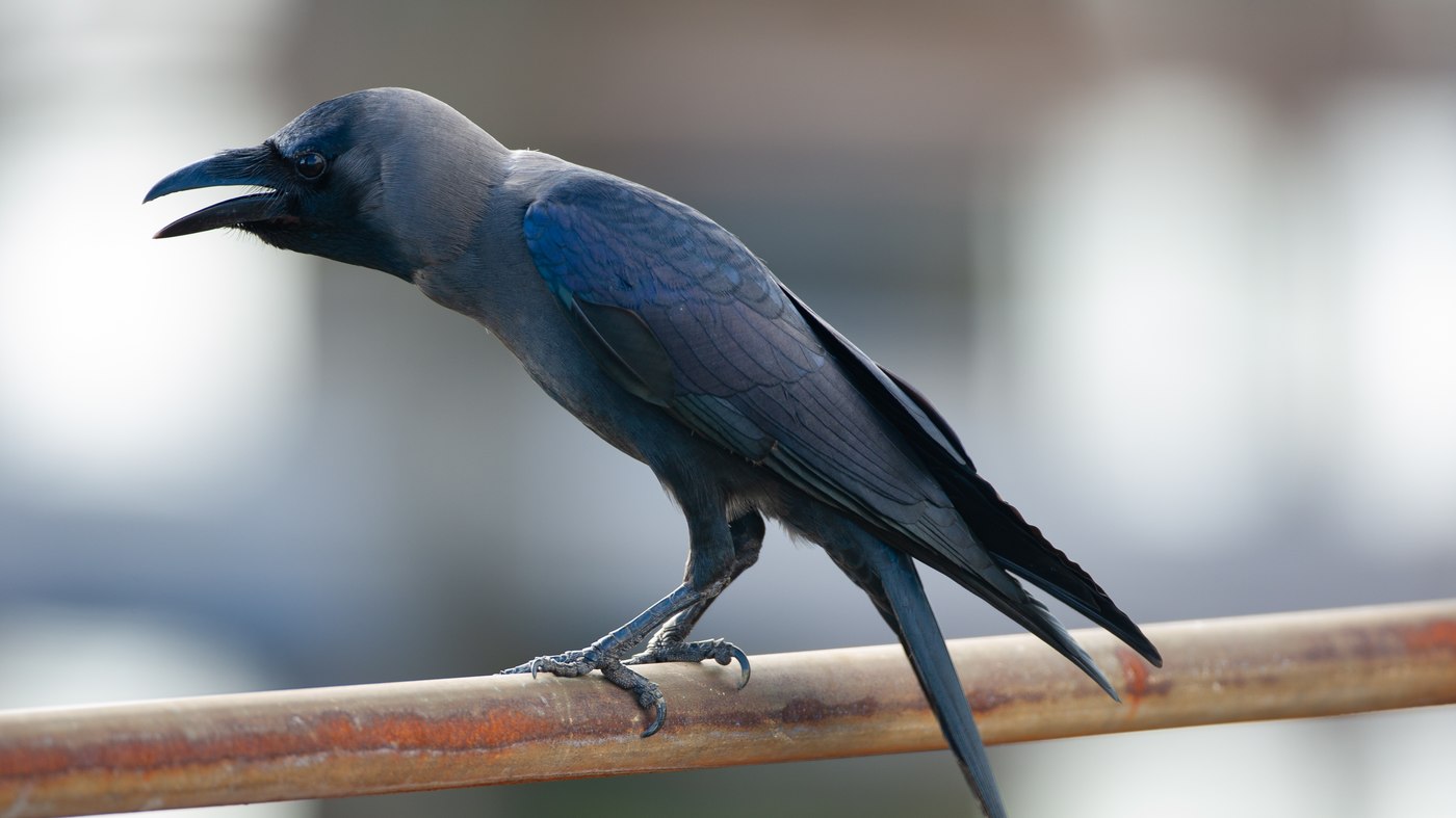 House Crow (Corvus splendens) - Photo made in the Berghaven in Hoek van Holland