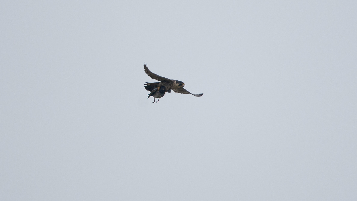 Slechtvalk Falcon (Falco peregrinus) - Foto gemaakt op De Kamperhoek