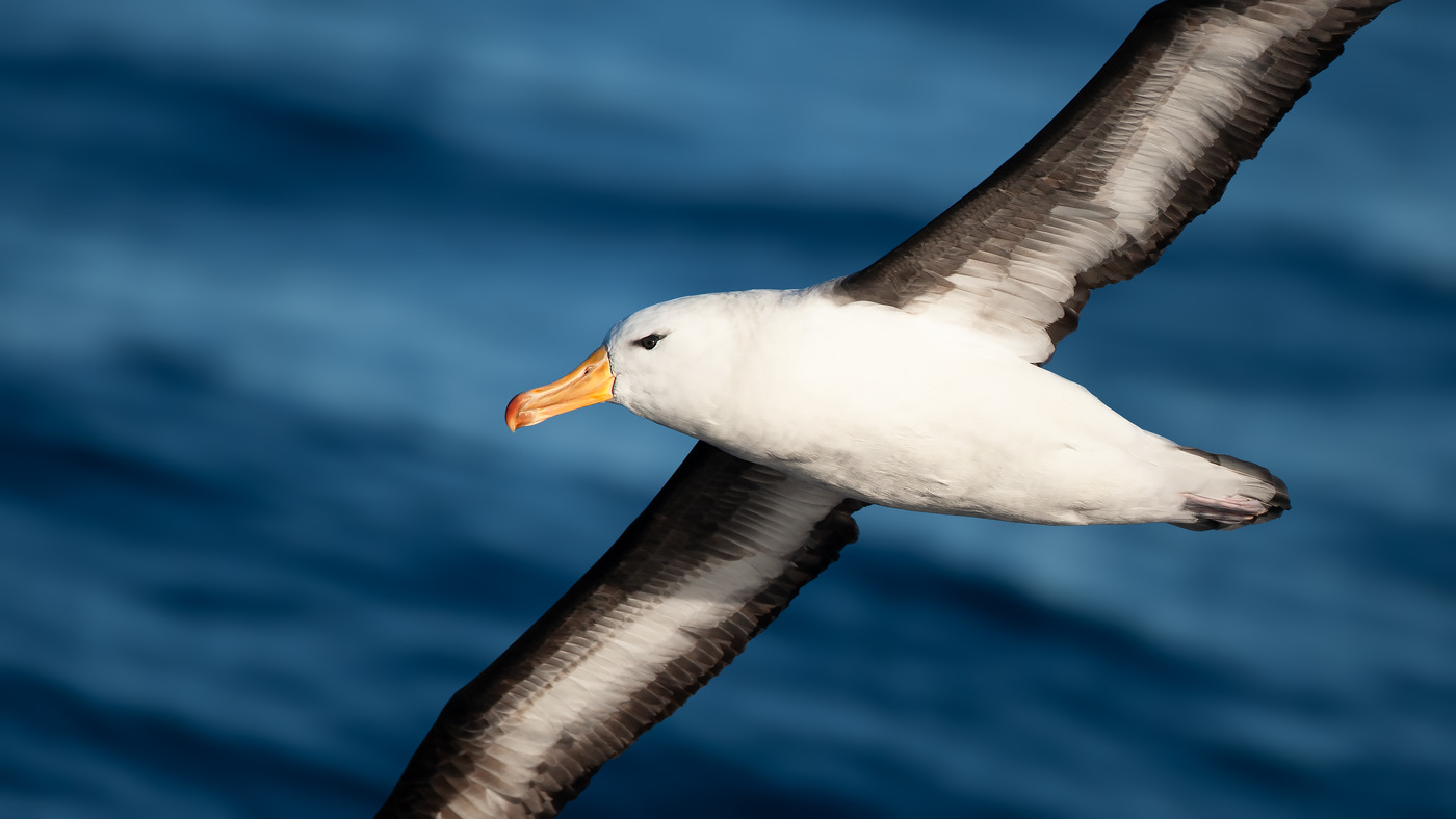 Black-browed Albatross (Thalassarche melanophris) - Photo made at the Drakes Passage