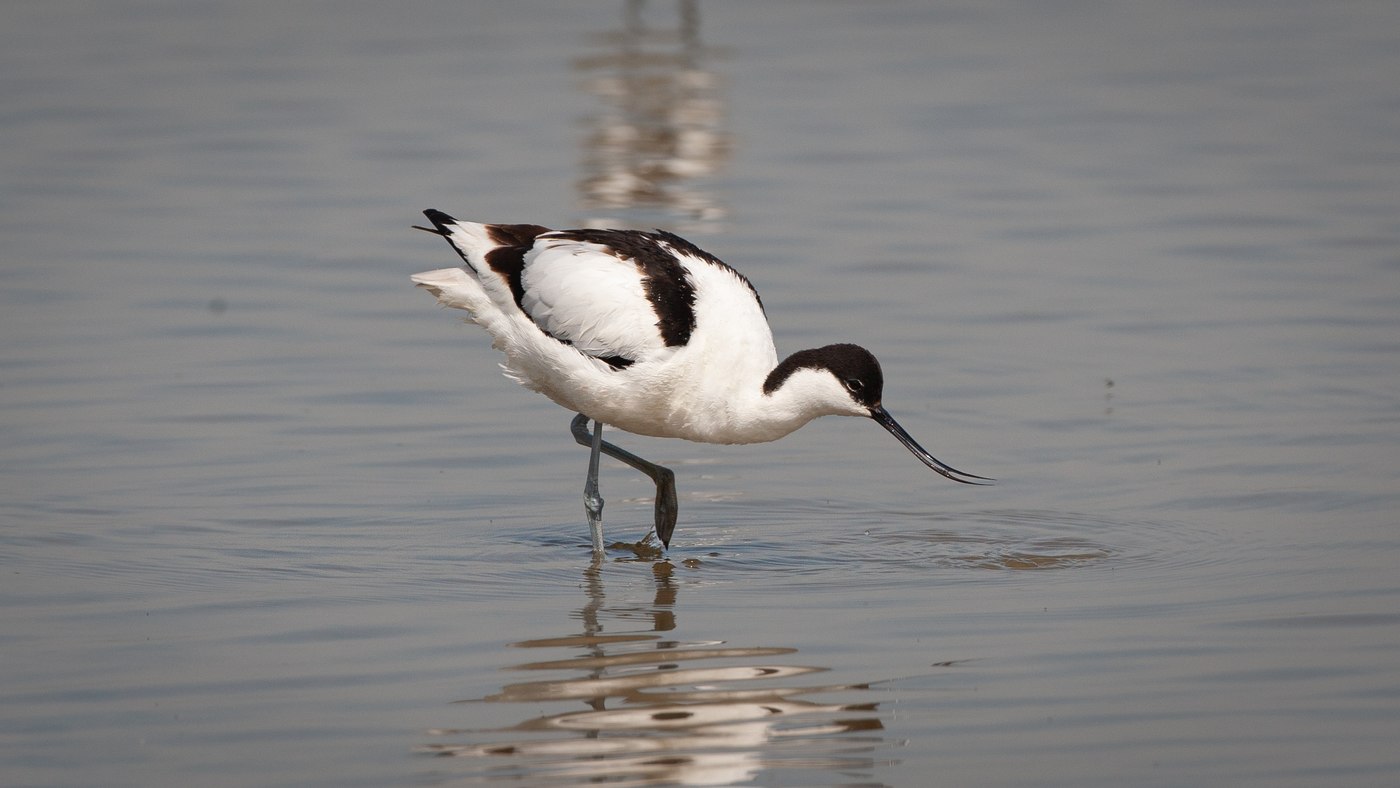 Kluut (Recurvirostra avosetta) - Foto gemaakt bij De Blikken
