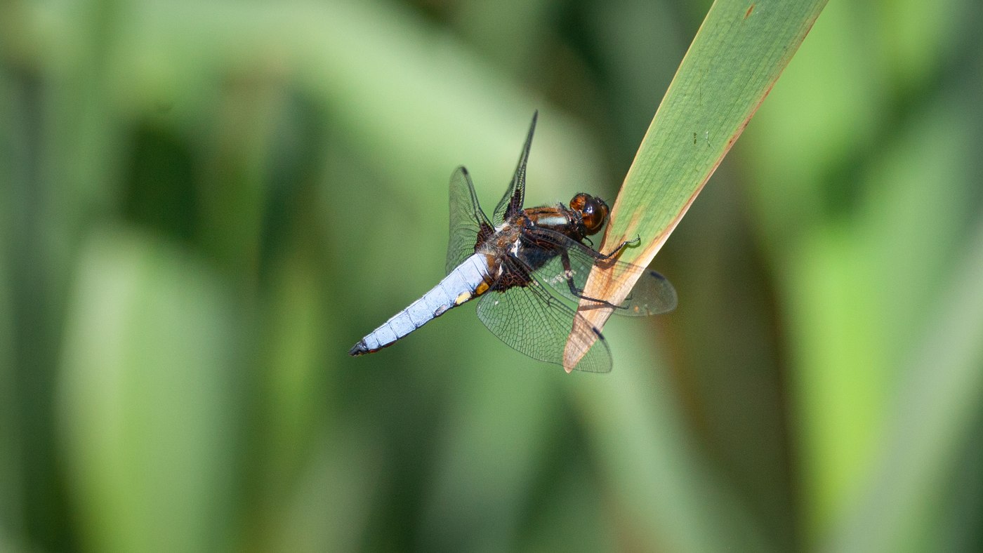 Broad Bodied Chaser (Libellula depressa) - Photo made at the St Pietersberg