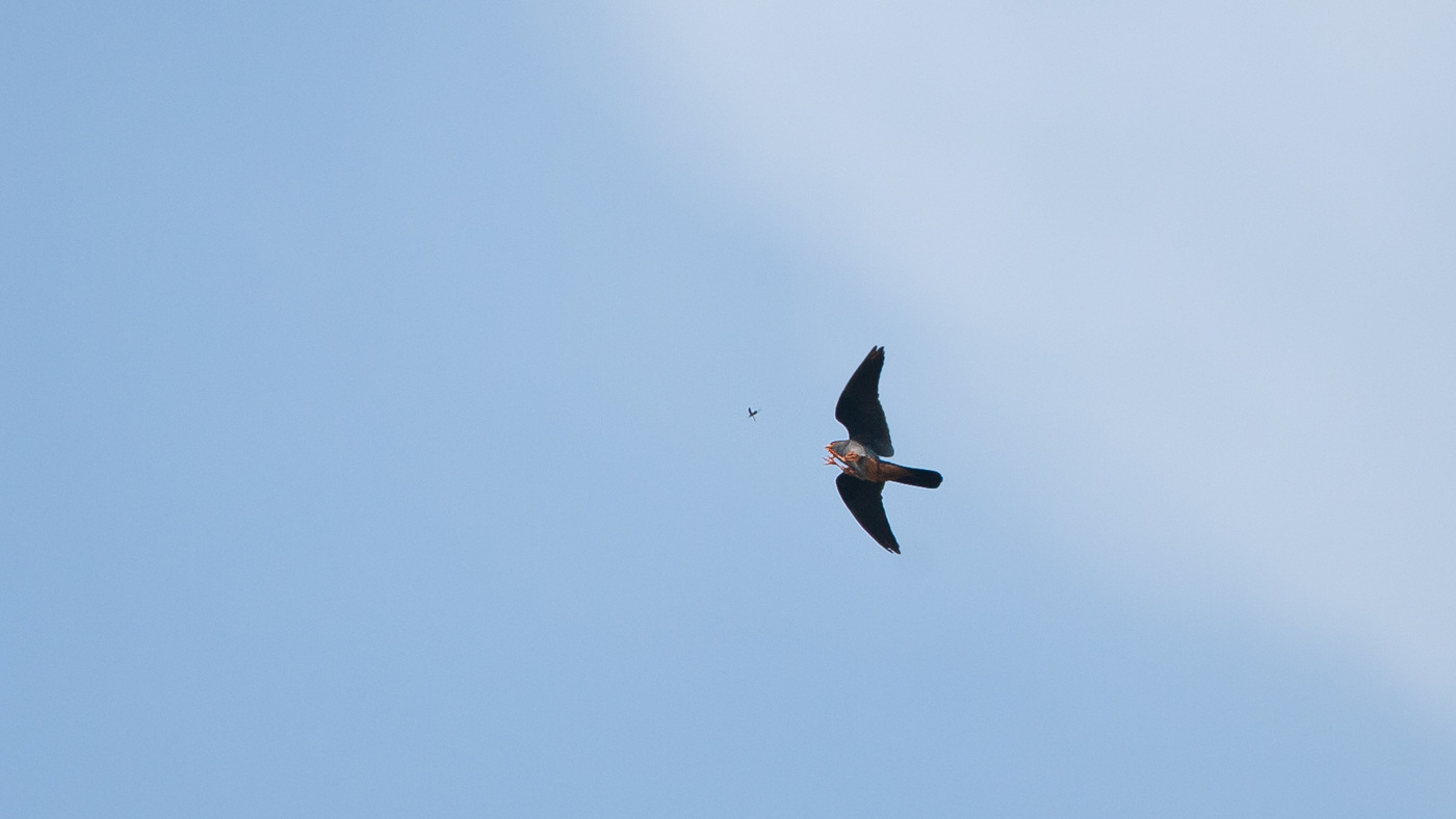 Roodpootvalk (Falco vespertinus) - Foto gemaakt bij de Kamperhoek