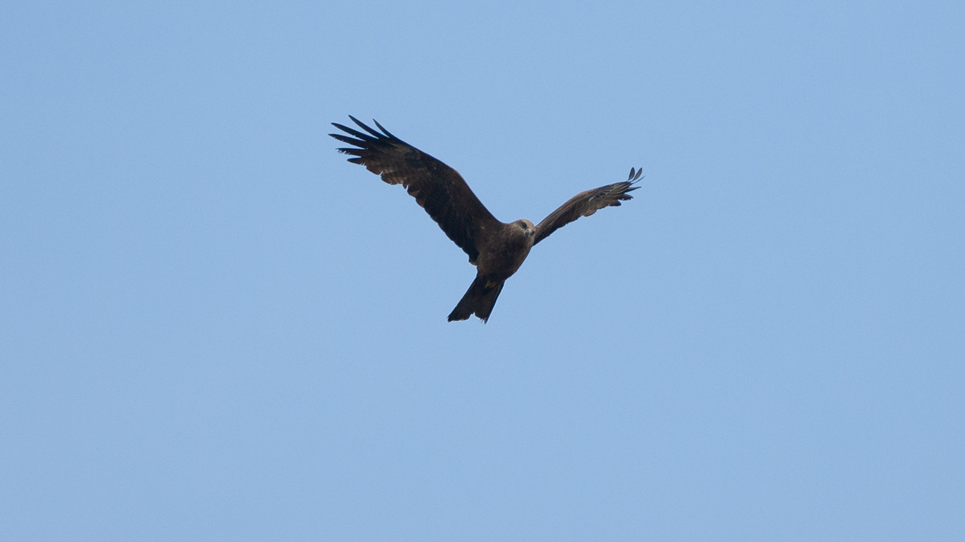 Zwarte Wouw (Milvus migrans) - Foto gemaakt bij de Kamperhoek