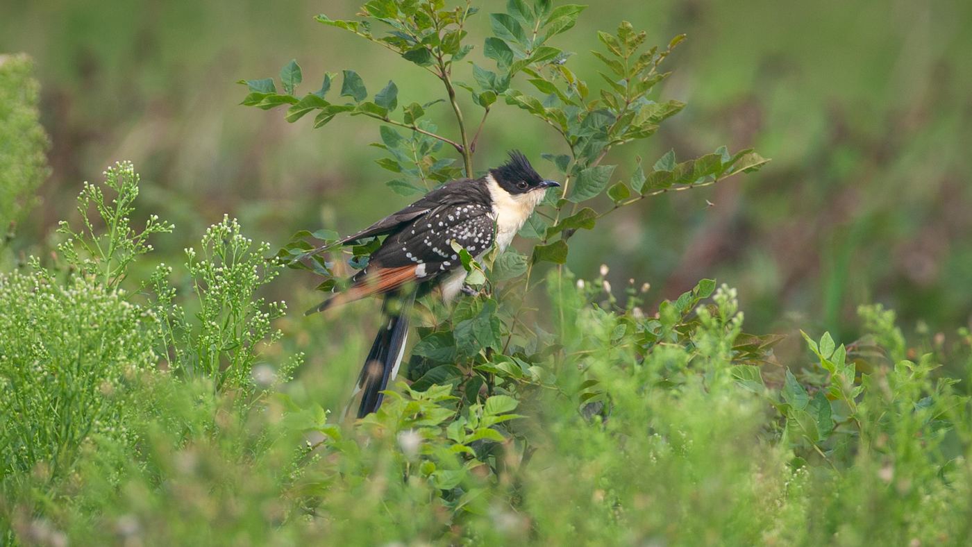 Great Spotted Cuckoo (Clamator glandarius) - Photo made at the Zuiderdijkweg - Wieringerwerf