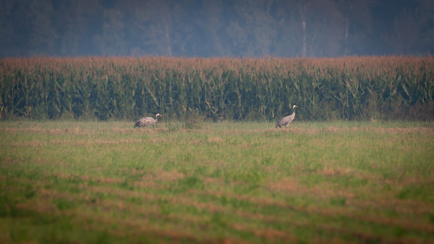 Common Crane (Grus grus) - Photo made at Fochteloërveen