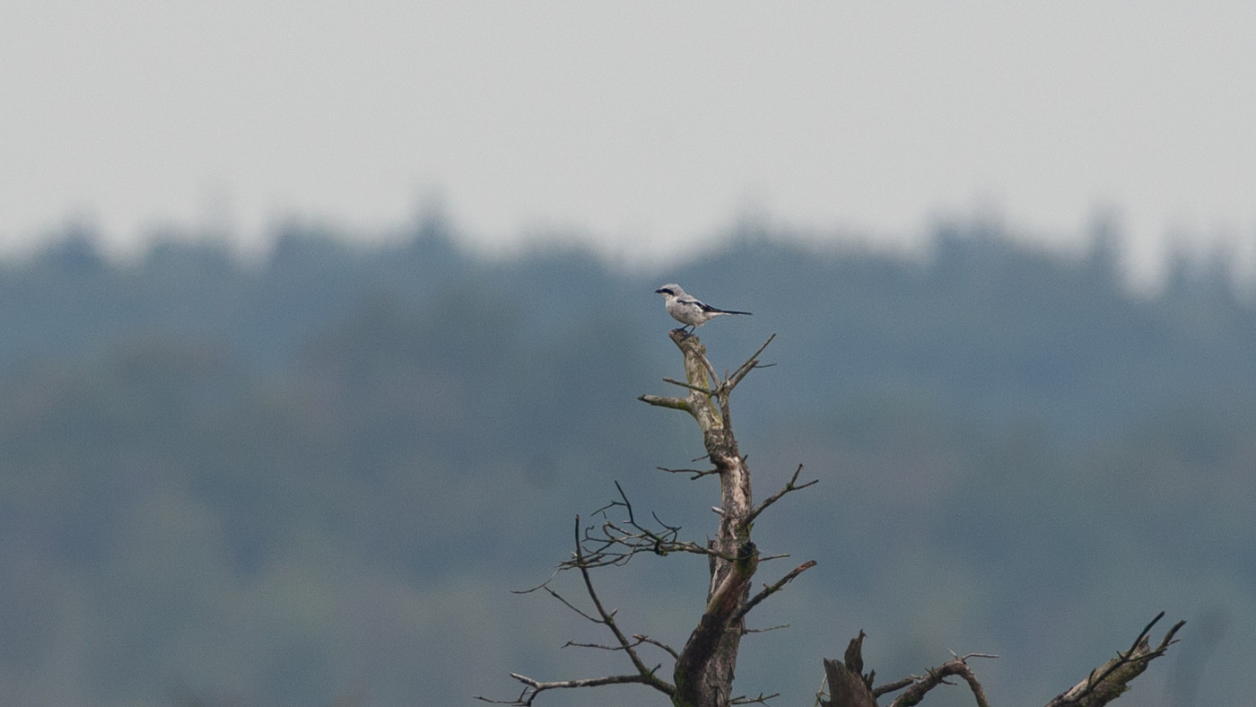 Great Grey Shrike (Lanius excubitor homeyeri) - Photo made at Fochteloërveen