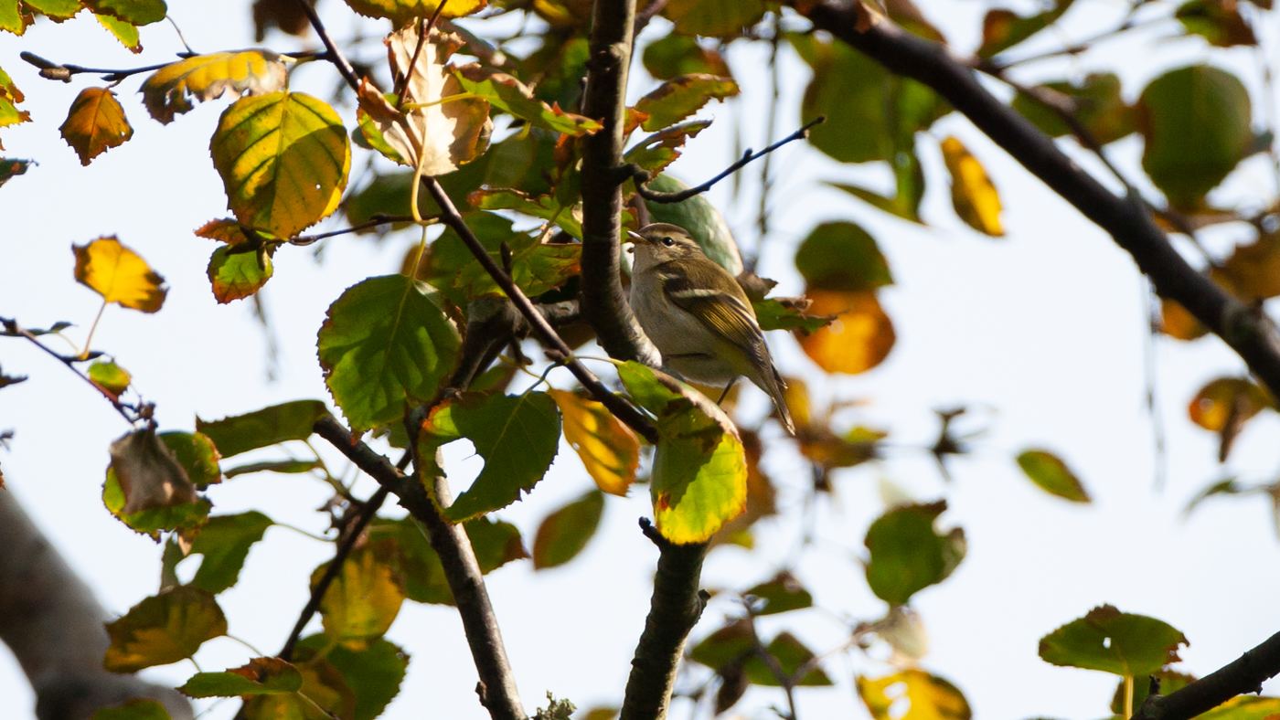 Yellow-browed Warbler (Phylloscopus inornatus) - Photo made on the island of Vlieland