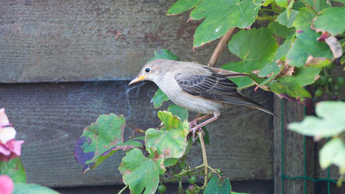 Rosy Starling (Pastor roseus) - Photo made at Oost-Vlieland