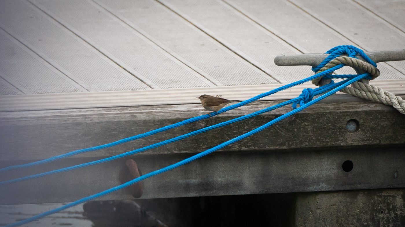 Dusky Warbler (Phylloscopus fuscatus) - Photo made at the marina in IJmuiden
