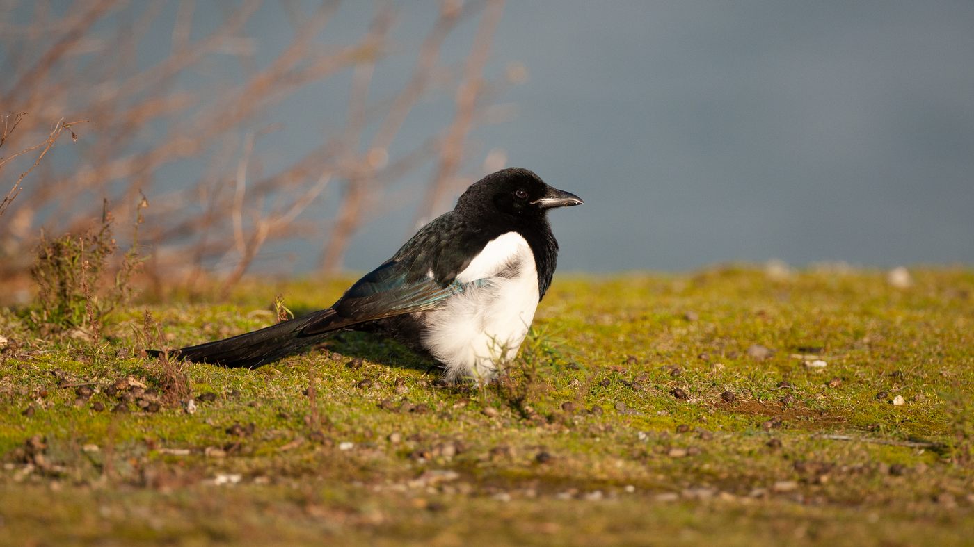 Eurasian Magpie (Pica pica) - Photo made at Neeltje Jans