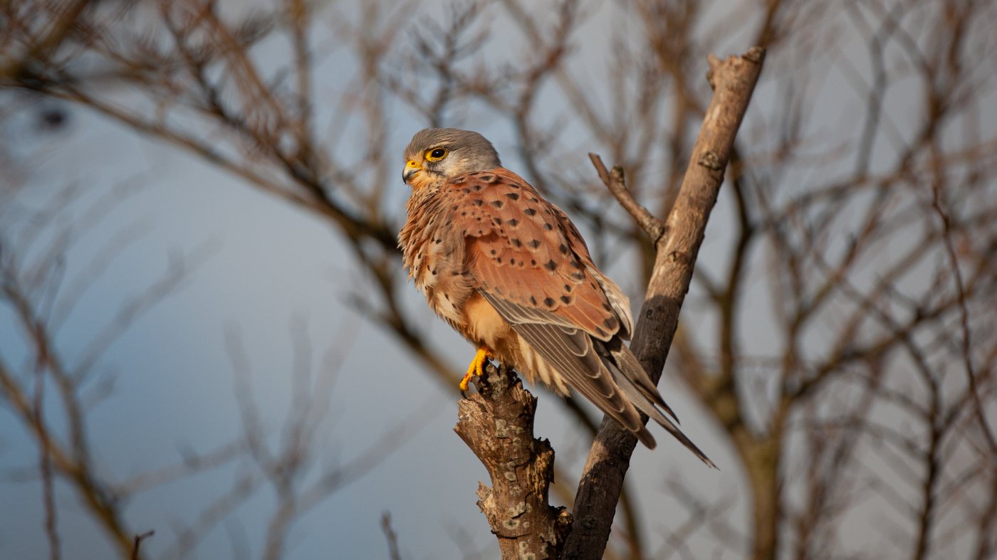 Torenvalk (Falco tinnunculus) - Foto gemaakt in de buurt van Burgh-Haamstede