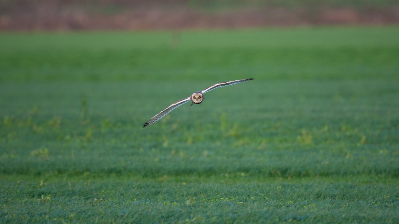 Short-eared Owl (Asio flammeus) - Photo made near Rosmalen